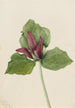Trille gigant Trillium chloropetalum - Mary Vaux Walcott — vy av konstverket