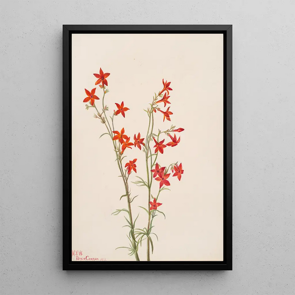 Mary Vaux Walcott - Gilia arizonica.webp