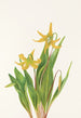 Erythrone med stora blommor Erythronium grandiflorum - Mary Vaux Walcott — vy av konstverket