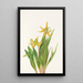 Erythrone med stora blommor Erythronium grandiflorum - Mary Vaux Walcott — inramlat konstverk på väggen