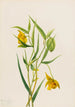 Lanterne fée dorée Calochortus amabilis - Mary Vaux Walcott — vy av konstverket