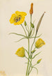Calice doré Mariposa Calochortus claratus - Mary Vaux Walcott — vy av konstverket