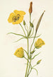 Calice doré Mariposa Calochortus clavatus - Mary Vaux Walcott — vy av konstverket