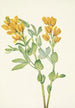 Pois doré Thermopsis rhombifolia - Mary Vaux Walcott — vy av konstverket