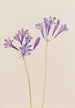 Noix d'herbe Brodiaea laxa - Mary Vaux Walcott — vy av konstverket
