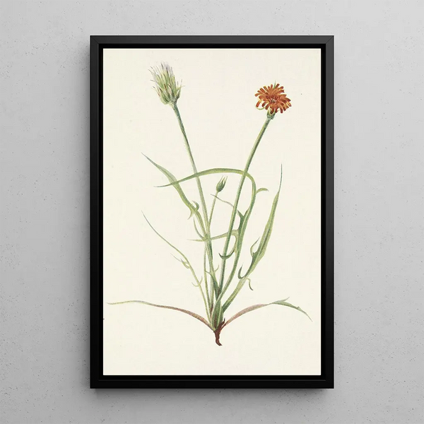 Mary Vaux Walcott - Grassleaf Agoseris Agoseris graminiflolia.webp