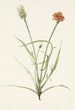 Agoséris med gräsbladiga blad Agoseris graminiflolia - Mary Vaux Walcott — vy av konstverket