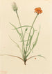 Agoséris med gräsblad Agoseris graminifolia - Mary Vaux Walcott — vy av konstverket