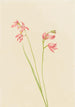 Orchidée rose des prés - Mary Vaux Walcott — vy av konstverket