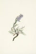 Phacélie grise Phacelia sericea - Mary Vaux Walcott — vy av konstverket