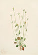 Senecio gris Senecio canus - Mary Vaux Walcott — vy av konstverket