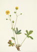 Potentilla à feuilles grises Rotentilla glaucophylla - Mary Vaux Walcott — vy av konstverket