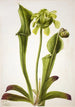 den gröna Sarracénie Sarracenia orephila - Mary Vaux Walcott — vy av konstverket