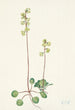 Pyrole verte Pyrola chlorantha - Mary Vaux Walcott — vy av konstverket