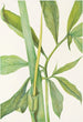Dragon vert Arisaema dracontium - Mary Vaux Walcott — vy av konstverket