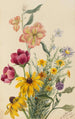 blomstergrupp - Mary Vaux Walcott — vy av konstverket