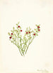 Airelle des bois Vaccinium scoparium - Mary Vaux Walcott — vy av konstverket