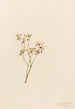 Airelle des bois Vaccinum scoparium - Mary Vaux Walcott — vy av konstverket