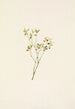 skogshallonblomma Vaccinium scoparium - Mary Vaux Walcott — vy av konstverket