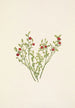 skogssyren Vaccinium scoparium - Mary Vaux Walcott — vy av konstverket