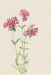 Phlox velu Phlox amoena - Mary Vaux Walcott — vy av konstverket
