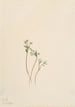 Messager du printemps Erigenia bulbosa - Mary Vaux Walcott — vy av konstverket