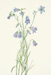 Campanula à feuilles rondes Campanula rotundifolia - Mary Vaux Walcott — vy av konstverket