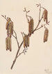 Aulne coudrier Alnus regosa - Mary Vaux Walcott — vy av konstverket