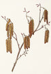 Aulne coudrier Alnus rugosa - Mary Vaux Walcott — vy av konstverket