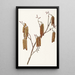 Aulne coudrier Alnus rugosa - Mary Vaux Walcott — inramlat konstverk på väggen