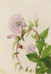 Liseron des haies Calystegia Convolvulus sepium - Mary Vaux Walcott — vy av konstverket