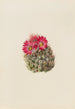 Cactus igelkott Coryphantha arizonica - Mary Vaux Walcott — vy av konstverket