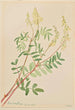 Hedysarum Hedysarum sulphurescens - Mary Vaux Walcott — vy av konstverket