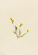 Hieracium gracile - Mary Vaux Walcott — vy av konstverket