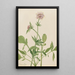 Heliotrop Valerian Valeriana sitchensis - Mary Vaux Walcott — inramlat konstverk på väggen