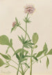 Heliotrop Valerian Valeriana sitchensis - Mary Vaux Walcott — vy av konstverket