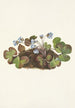Hepatica americana - Mary Vaux Walcott — vy av konstverket