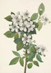 Ronce des haies Rubus argutus - Mary Vaux Walcott — vy av konstverket