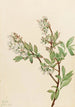 Myrtille en corymbe Vaccinium corymbosum - Mary Vaux Walcott — vy av konstverket
