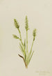 Spiranthes à capuchon Ibidium strictum - Mary Vaux Walcott — vy av konstverket