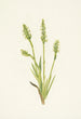 Spiranthes à capuchon Ibidium strictum - Mary Vaux Walcott — vy av konstverket
