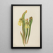 Sarracénie à capuchon Sarracenia minor - Mary Vaux Walcott — inramlat konstverk på väggen