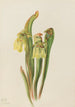 Sarracénie à capuchon Sarracenia minor - Mary Vaux Walcott — vy av konstverket