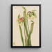 Sarracénie hybrid Sarracenia minor - Mary Vaux Walcott — inramlat konstverk på väggen
