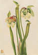 Sarracénie hybrid Sarracenia minor - Mary Vaux Walcott — vy av konstverket