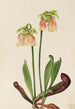 Sarracénie hybrid Sarracenia minor x psittacina - Mary Vaux Walcott — vy av konstverket
