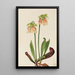 Sarracénie hybrid Sarracenia minor x psittacina - Mary Vaux Walcott — inramlat konstverk på väggen
