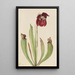 Sarracénie hybrid Sarracenia rubra x purpurea venosa - Mary Vaux Walcott — inramlat konstverk på väggen
