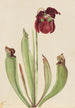 Sarracénie hybrid Sarracenia rubra x purpurea venosa - Mary Vaux Walcott — vy av konstverket