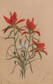 Castilléjie Castilleja rhexifolia - Mary Vaux Walcott — vy av konstverket